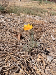 Eschscholzia californica
