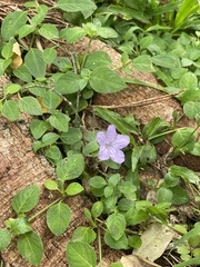 Ruellia prostrata