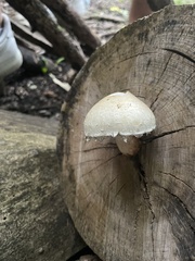 Hemipholiota