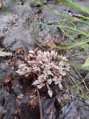 Thelephora penicillata