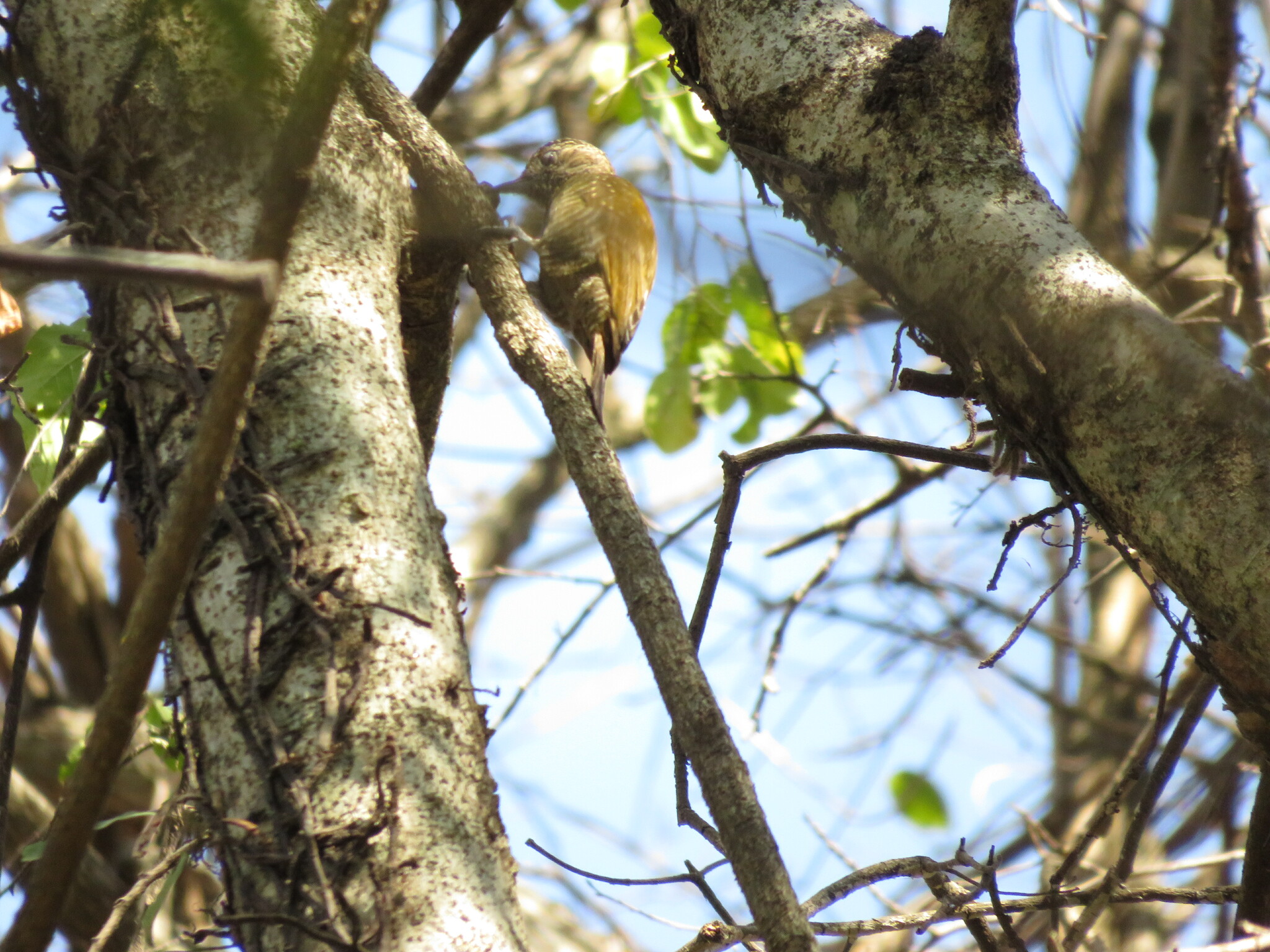 Dot-fronted Woodpecker (Veniliornis frontalis)