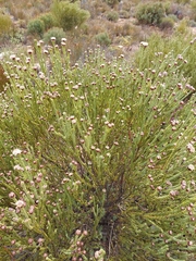 Leucadendron dubium