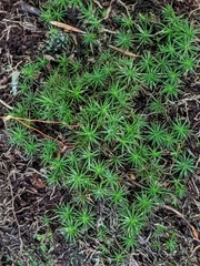 Polytrichum