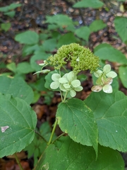 Hydrangea arborescens