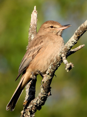 Grey-Bellied Shrike-Tyrant photo 2