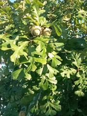Quercus macrocarpa
