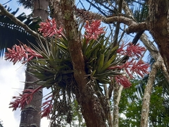 Tillandsia geminiflora