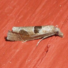 Pelochrista similiana