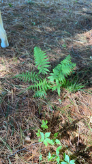 Amauropelta noveboracensis