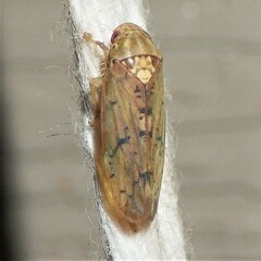 Ponana quadralaba