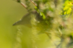 Thryothorus ludovicianus