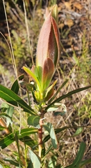 Protea