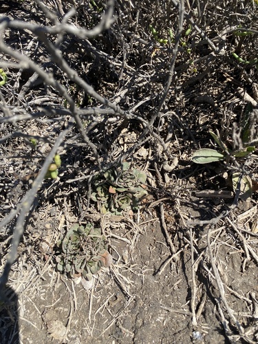 iNaturalist observation photo of European sea lavender