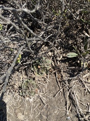 Limonium duriusculum