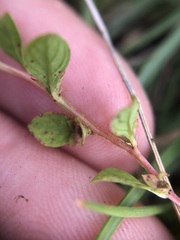 Ludwigia microcarpa