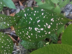 Hypoestes