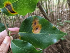 Gymnosporangium sabinae