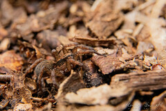 Trochosa
