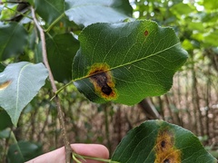 Gymnosporangium sabinae