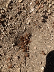 Pogonomyrmex californicus