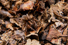 Trochosa