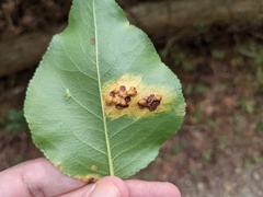 Gymnosporangium sabinae