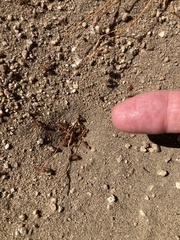 Pogonomyrmex californicus