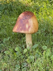Boletus chippewaensis