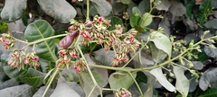 Anacardium
