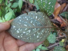 Hypoestes