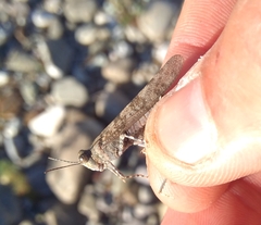 Sphingonotus caerulans