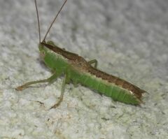 Conocephalus hastatus