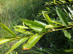 Salix udensis