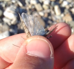 Sphingonotus caerulans