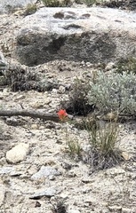 Castilleja applegatei