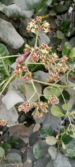 Anacardium