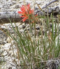 Castilleja applegatei