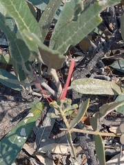 Colicodendron scabridum