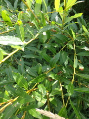 Salix udensis