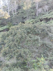 Pterophylla sylvicola