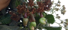 Anacardium