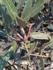 Colicodendron scabridum