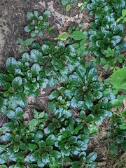 Ajuga reptans