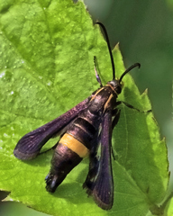 Carmenta pyralidiformis