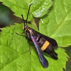 Carmenta pyralidiformis