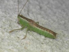 Conocephalus hastatus