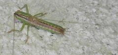 Conocephalus hastatus