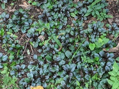 Ajuga reptans