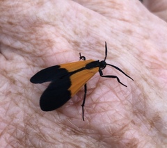 Lycomorpha pholus