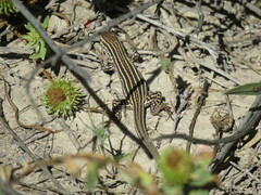 Aspidoscelis neotesselatus